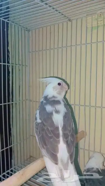 فرخ كروان بايد أليف حمامه 0