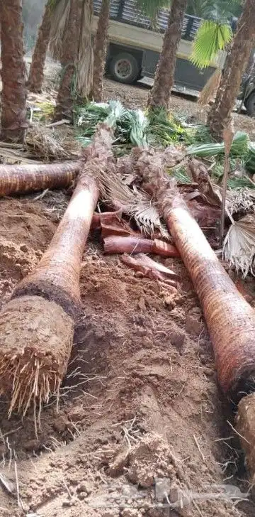 نخل واشنطني 0