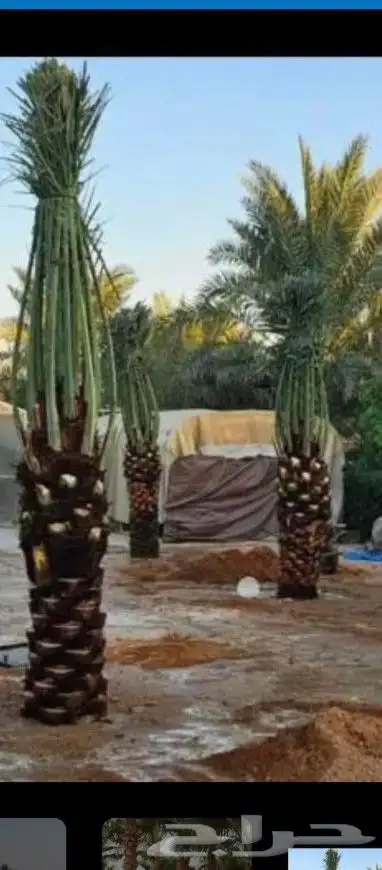 يوجد لدينا نخل للبيع جميع المقاسات نخل القصيم 0