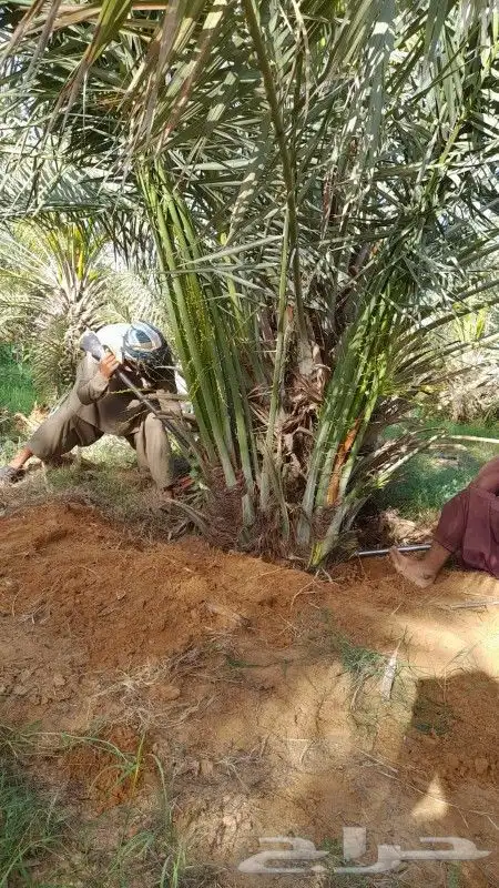 يوجد لدينا نخل للبيع جميع المقاسات نخل القصيم 4