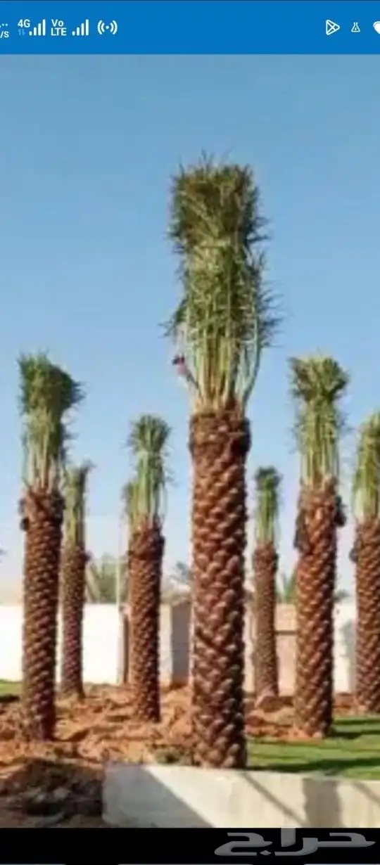 يوجد لدينا نخل للبيع جميع المقاسات نخل القصيم 1