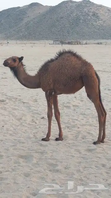 خلفه اللبيع 2