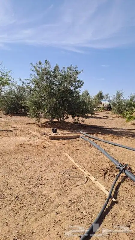 يوجد لدينازيتوت وحمضيات وسدر 3