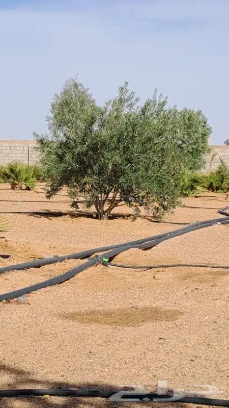 يوجد لدينازيتوت وحمضيات وسدر 0