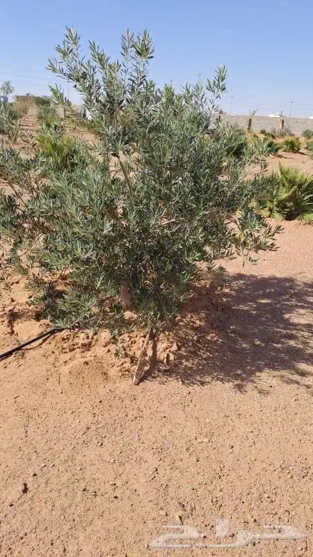 يوجد لدينازيتوت وحمضيات وسدر 1