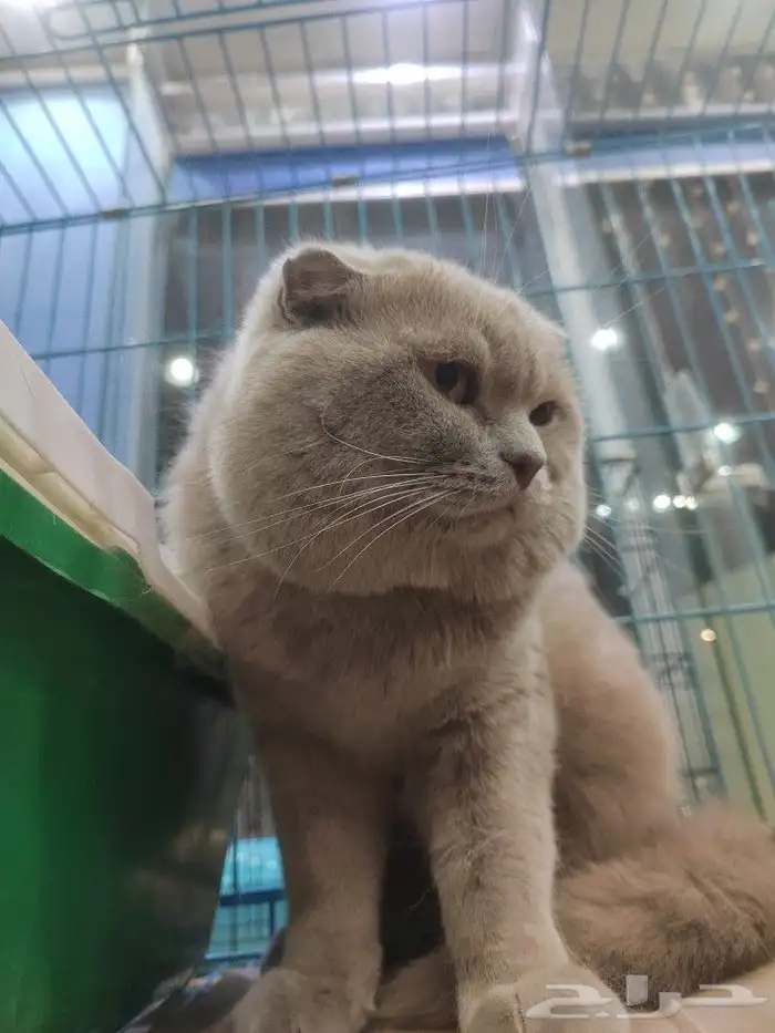 قط سكوتش فولد ذكر 5