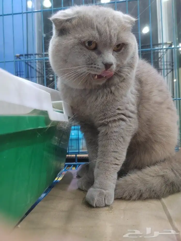 قط سكوتش فولد ذكر 7