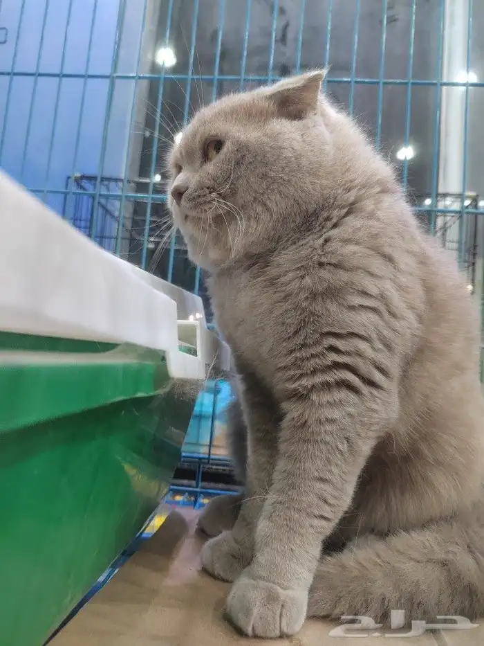 قط سكوتش فولد ذكر 6