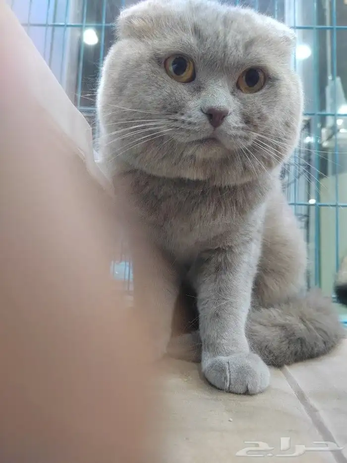 قط سكوتش فولد ذكر 3