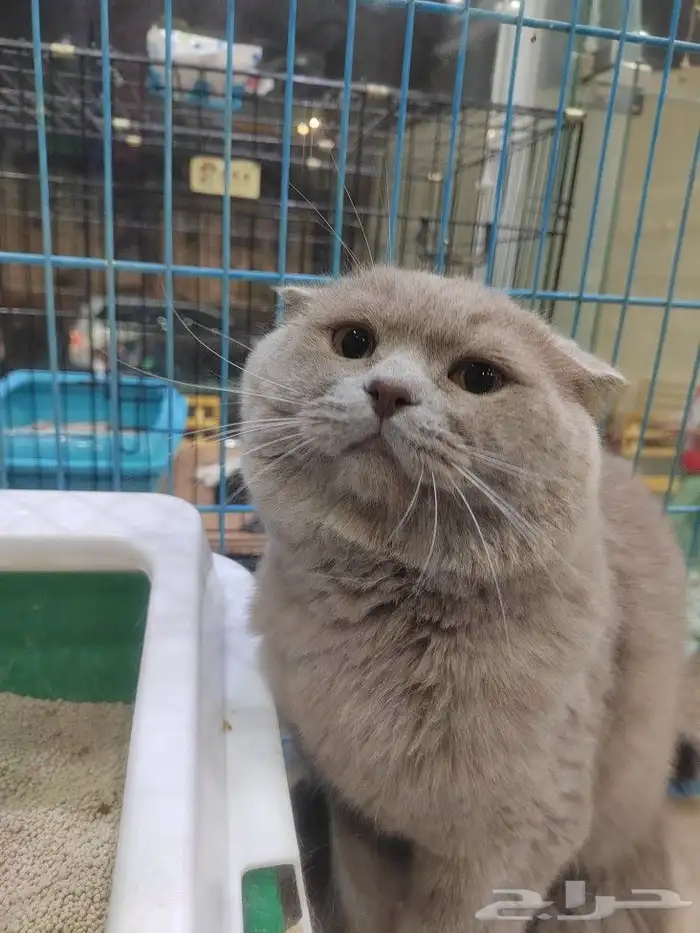 قط سكوتش فولد ذكر 8