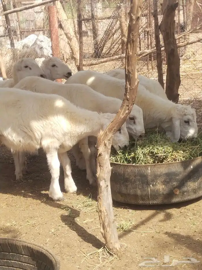 طليان حريات 2