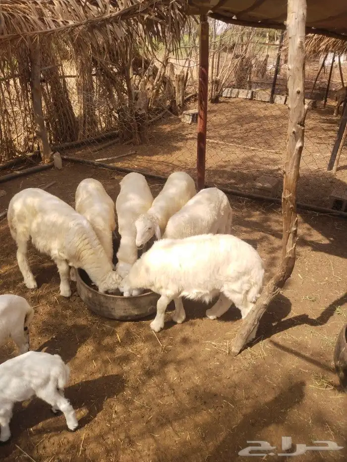 طليان حريات 0