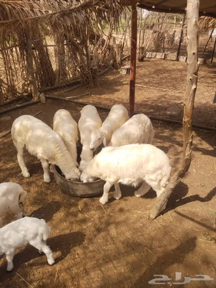 طليان حريات 1