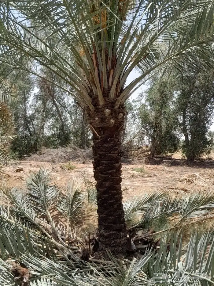 تكريب تنظيف وترتيب نخل تحويض نخل وقلع نخل وزرعه 3