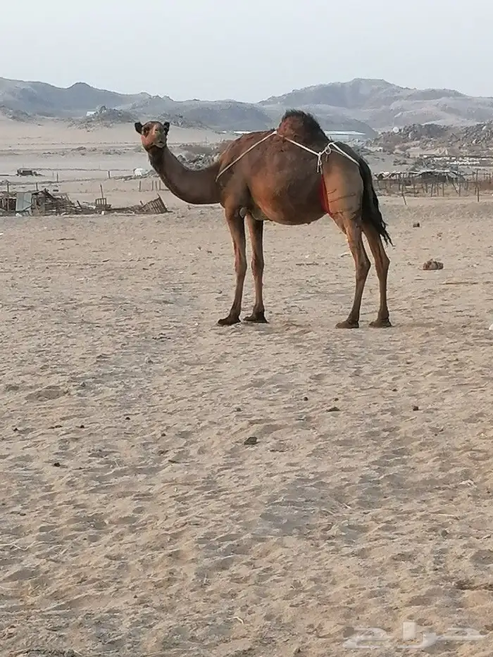 خلفه اللبيع 0