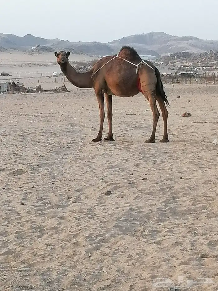 خلفه اللبيع 1