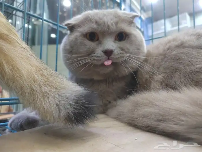 قط سكوتش فولد ذكر 0