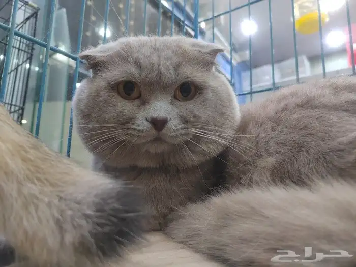 قط سكوتش فولد ذكر 2