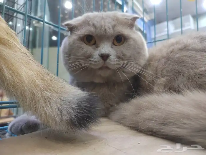 قط سكوتش فولد ذكر 1