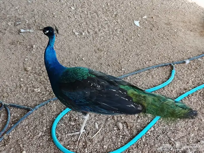 طاووس بلاك شولدر 0