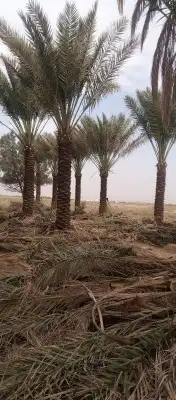 ابو رامي لتوريد النخيل العربي المثمر والواشنطني الزينه 5