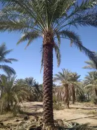 نخل وشنطني زينة للبيع جميع انواع المقسات 4