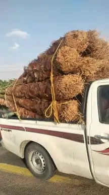 ابو رامي لتوريد النخيل العربي المثمر والواشنطني الزينه 4