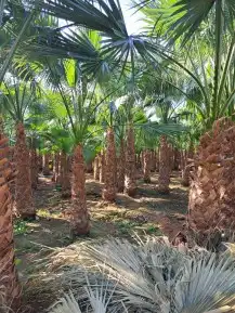 ابو رامي لتوريد النخيل العربي المثمر والواشنطني الزينه 1