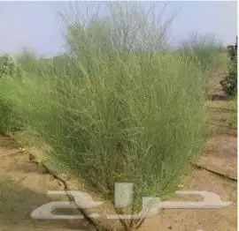 بذور البان العربي نوفر كميات للمعاصر 1