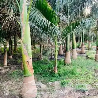 نخل وشنطني زينة للبيع جميع انواع المقسات 2