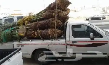 ابو رامي لتوريد النخيل العربي المثمر والواشنطني الزينه 9