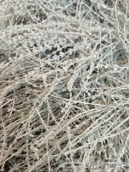 زعتر بري اخضر قطف اليوم 1