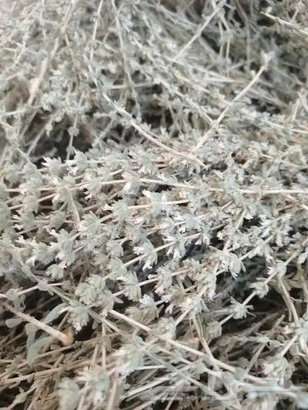 زعتر بري اخضر قطف اليوم 0