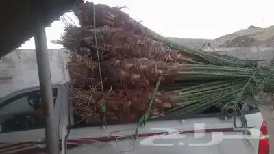 ابو رامي لتوريد النخيل العربي المثمر والواشنطني الزينه 7