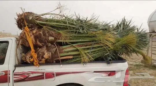 ابو رامي لتوريد النخيل العربي المثمر والواشنطني الزينه 2