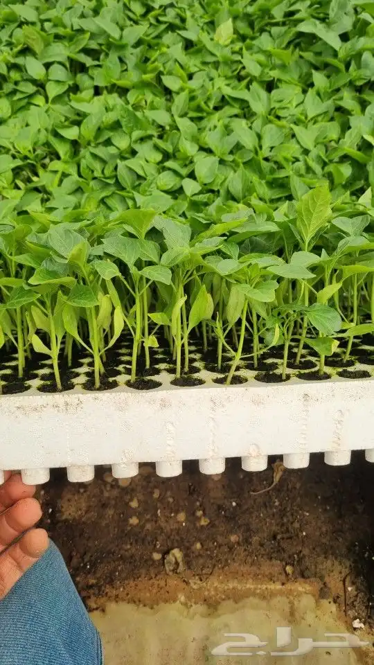 مشتل الصالحيه لنبات البذور 5