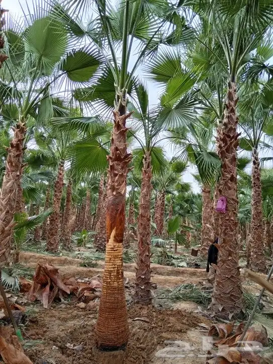 نخل وشنطني زينة للبيع جميع انواع المقسات 1