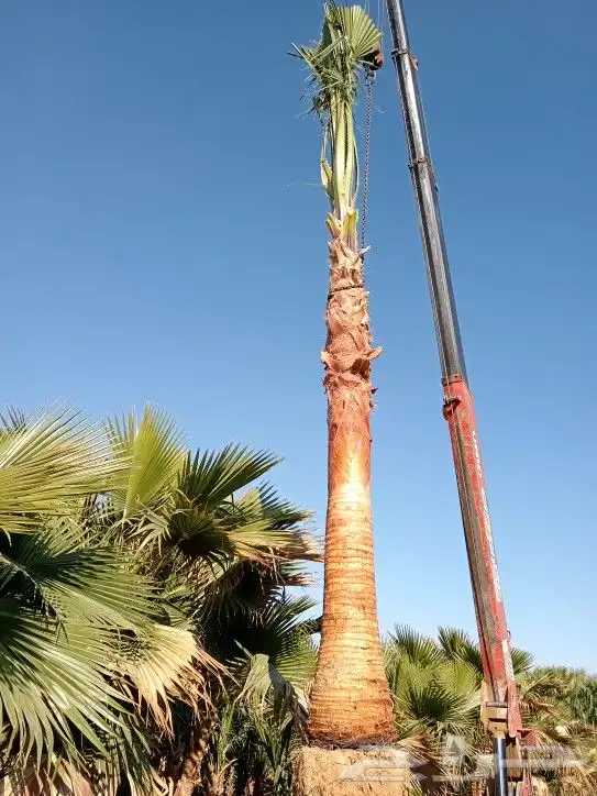 نخل وشنطني زينة للبيع جميع انواع المقسات 3
