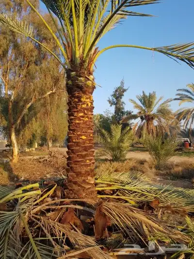 ابو رامي لتوريد النخيل العربي المثمر والواشنطني الزينه 8