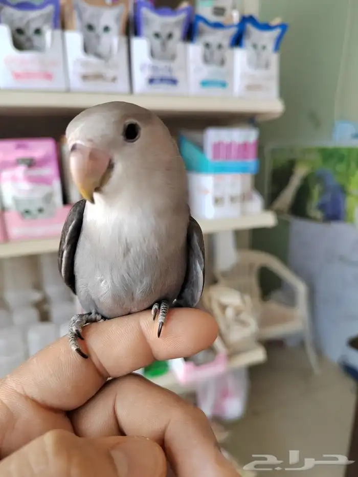 ببغاء روز اليف 4