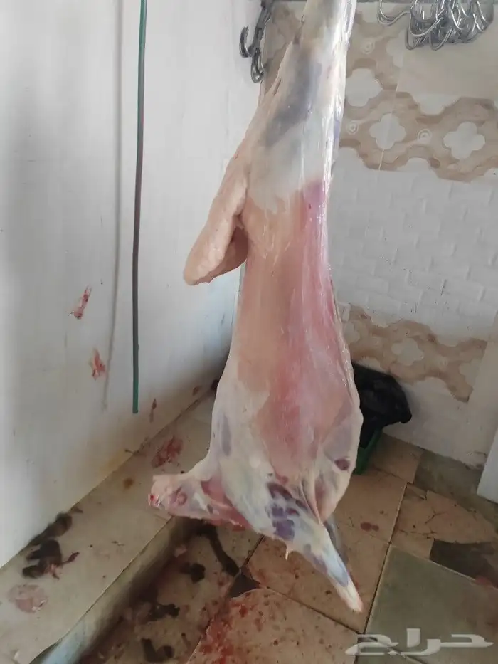 ذبيح 0