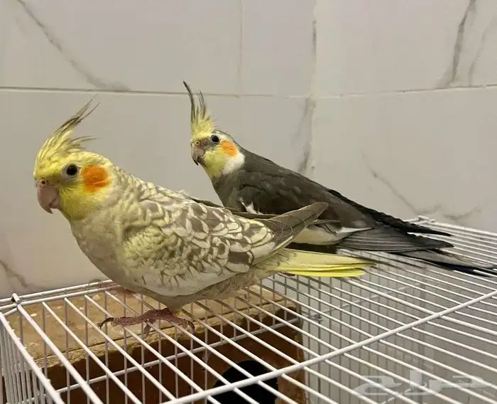 جوز كروان للبيع 0