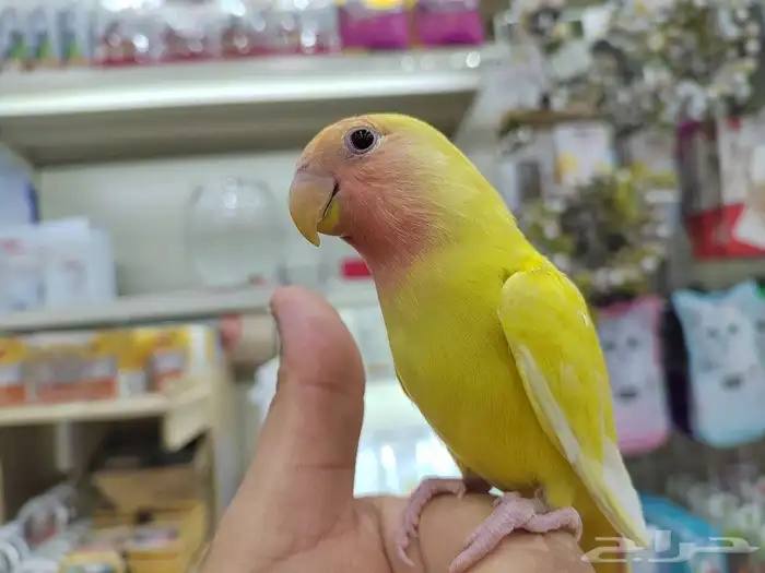 ببغاء روز اليف 0