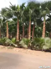 زراعة نخيل 4