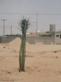 نخل للبيع مع التوصيل 1