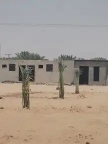 نخل للبيع مع التوصيل 0