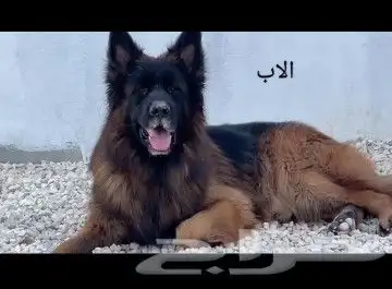 متاح اقوي ذكر و انثي شو لاين (بيديجري) 5