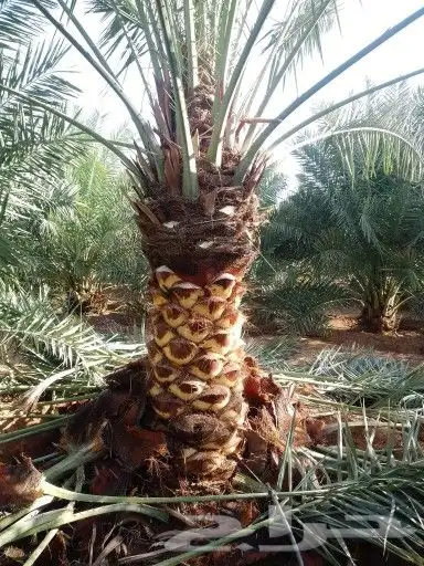 نخل للبيع مع التوصيل 2