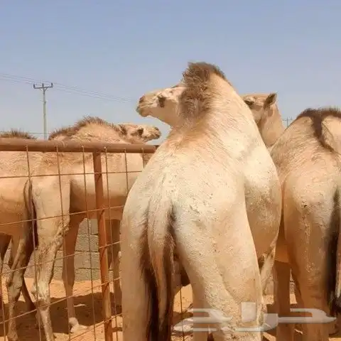 قعدان سواكن - بريدة 4