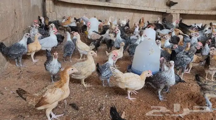 دجاج فيومي شبابي والامنيوم وبلدي 4